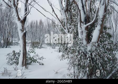 Eucalyptus trees covered with snow in Kosciuszko National Park Stock Photo