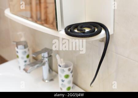 A poisonous black snake in the bathroom in the washbasin Stock Photo - Alamy