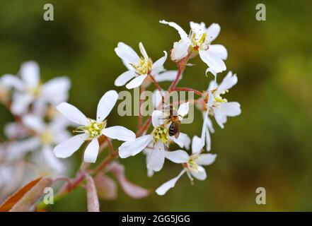white juneberry, Amelanchier lamarckii blossom in spring Stock Photo