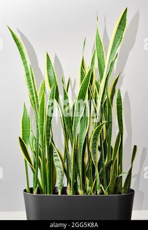 Green succulent plant Sansevieria trifasciata. Evergreen indoor ornamental snake plant in a pot. Indoor plant for room and house decoration. Stock Photo
