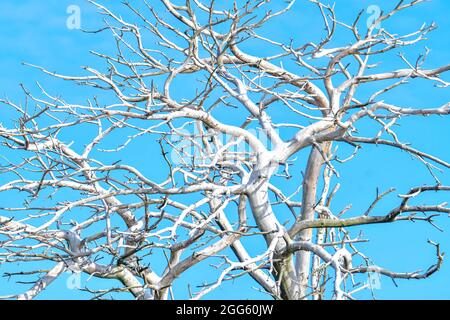 Dead old white tree without leaves Stock Photo