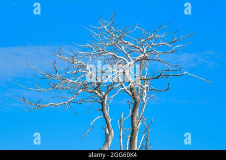 Dead old white tree without leaves Stock Photo