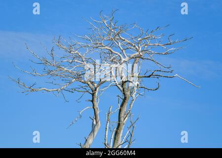 Dead old white tree without leaves Stock Photo