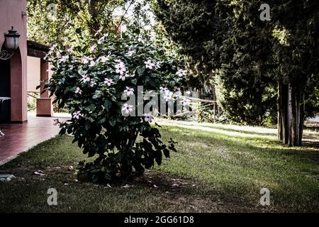 Pink hibiscus flower bush in the park Stock Photo