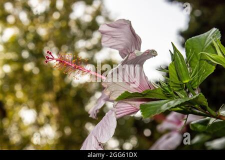 Close up of a pink hibiscus flower in the park at the sunset Stock Photo