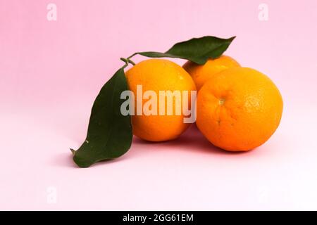 Still life of three oranges with green leaves on pink background with copy space to the left of the fruit Stock Photo