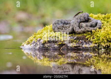 Calm dice snake resting on mossed stone next to the water. Stock Photo