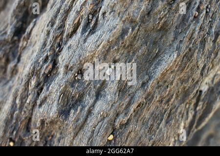 A closeup of seashells on a rock at a beach during low tide Stock Photo