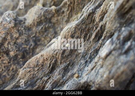 A closeup of seashells on a rock at a beach during low tide Stock Photo