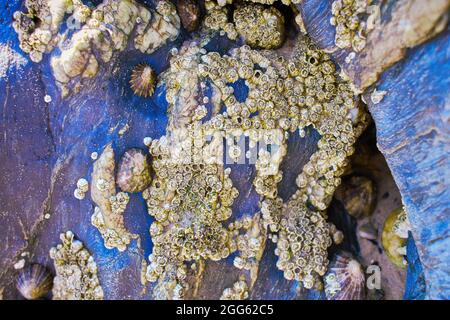 A closeup of seashells on a rock at a beach during low tide Stock Photo