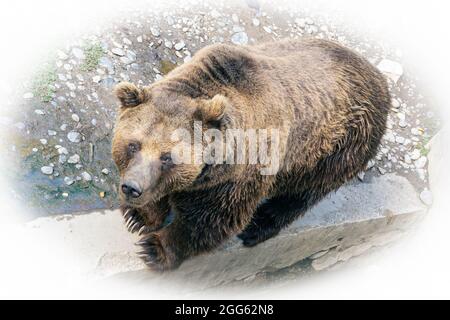 Brown bear looking at the camera Stock Photo