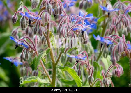 Borago officinalis Borago Flowers Borage Flower Stock Photo
