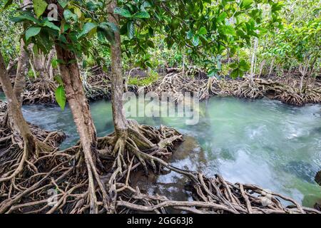 Tropical tree roots or Tha pom mangrove in swamp forest and flow water, Klong Song Nam at Krabi, Thailand. Stock Photo