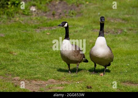 Adult Canada Goose Stock Photo