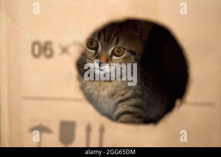 The kitten looks out of the hole in the box. Stock Photo