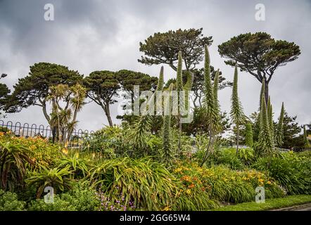 Tall plants in Queen Mary Gardens, Falmouth, Cornwall, England Stock Photo