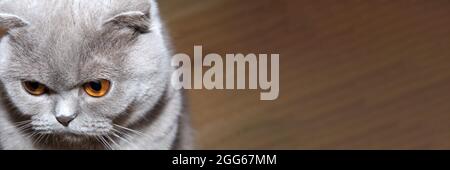 Panoramic banner of Scottish short-haired lop-eared cat with grey fur sits and looks down thoughtfully Stock Photo