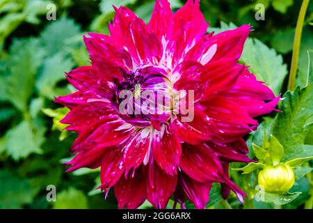 Large tricolour dahlia flower head with purple centre, deep pink petals with white accents. Stock Photo