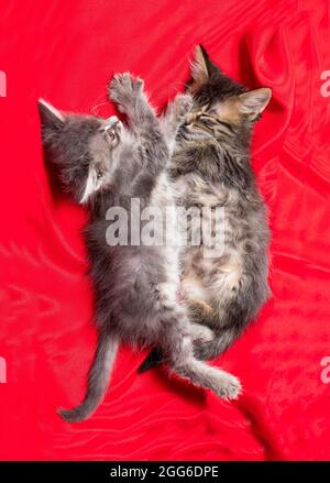 Two gray striped kittens play lying on a red blanket view from above vertical photo Stock Photo
