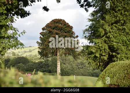 Landscape Image of a Flowering Monkey Puzzle Tree (Araucaria araucana) Framed by Green Trees and Hedges, Set Against a Welsh Countryside Background Stock Photo