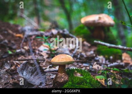 An inedible mushrooms in forest near the anthill Stock Photo