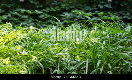Green grass in the garden. Green leaves of wild grapes in the grass. Natural background from plants. Eco concept Stock Photo