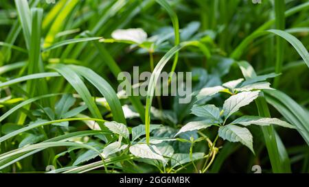 Green grass in the garden. Green leaves of wild grapes in the grass. Natural background from plants. Eco concept Stock Photo