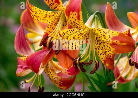 Orange Lily flower Lilium  'Fusion', Lilies Stock Photo