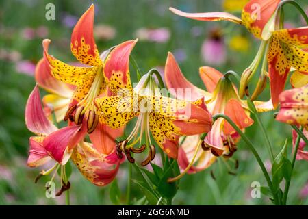 Lily,  Lilium  'Fusion', Lilies plants Stock Photo