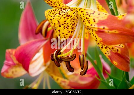 Lily,  Lilium  'Fusion', Lilies pistils summer flowering bulbs Stock Photo