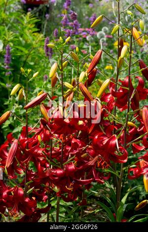 Asiatic Lily,  Lilium ' Red Velvet ', Lilies Stock Photo