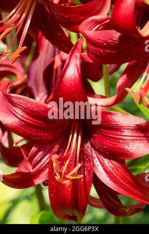 Asiatic Lily, Lilium ' Red Velvet ', Asiatic Lilies Stock Photo