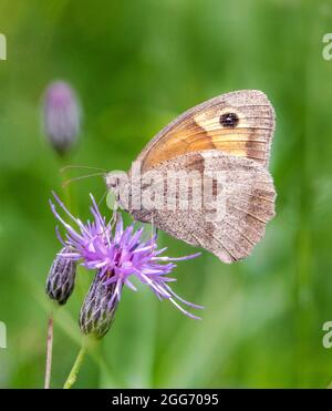 Meadow Brown Maniola jurtina on Black Knapweed in a Somerset Meadow UK Stock Photo