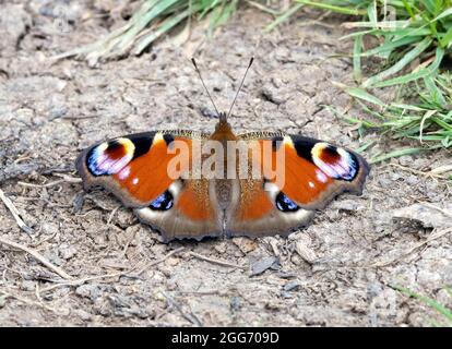 Peacock butterfly Inachis io  warming up on dry earth during partially cloudy weather - Gloucestershire UK Stock Photo