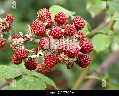 Ripening blackberries on a bramble bush Rubus fruticosus in Somerset UK Stock Photo