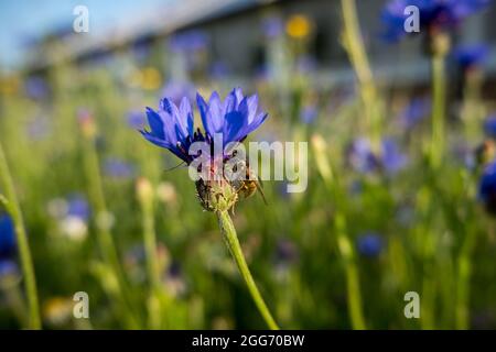 Bee on cornflower Stock Photo