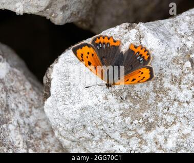 Beautifully marked female of the blue-spotted variant of the Small Copper Lycaena phleas caeruleopunctata at rest on a drystone wall - Derbyshire UK Stock Photo