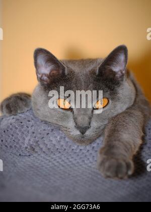 Chartreux cat with orange eyes resting on a grey blanket indoors against a warm background. Stock Photo