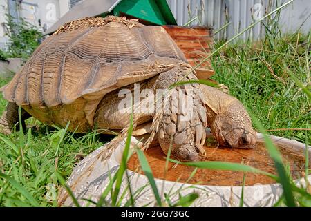 African spur turtle Stock Photo