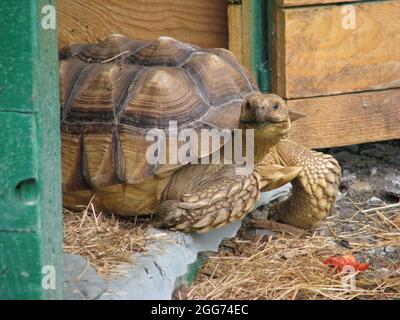 African spur turtle Stock Photo