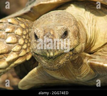 african spur turtle Stock Photo