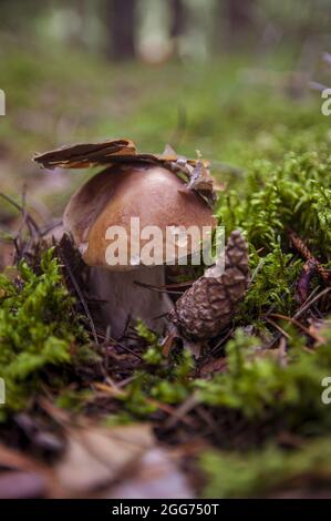 Large beautiful white mushroom boletus with beautiful texture growing in fallen leaves and moss under bark near a pine cone in a light autumn Latvian forest Stock Photo