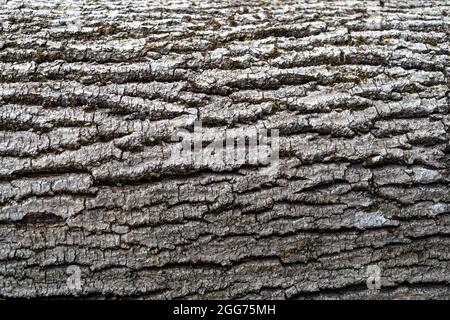 Tree bark, close up texture. Stock Photo