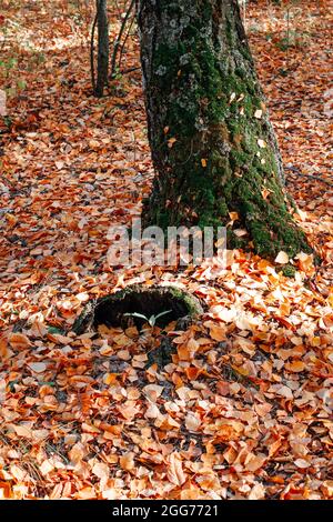 autumn concept. tree trunk covered with green moss among fallen leaves with autumn forest background Stock Photo