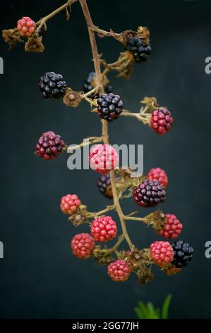 Red and black wild blackberries on dark background. Stock Photo