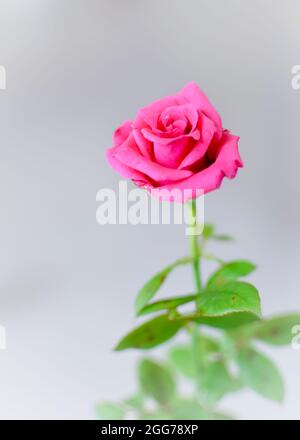 Beautiful pink colored rose flower with leaves on white background with selective focus and copy space. Stock Photo