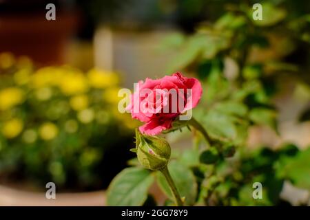 Close up of single Pink colored Rose flower with plant and yellow bokeh at background. Used selective focus. Stock Photo