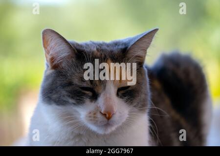 Portrait of a calico tricolor cat outside squinting, close-up Stock Photo