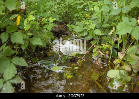 The green foliage growing around a creek in the middle of forest Stock Photo