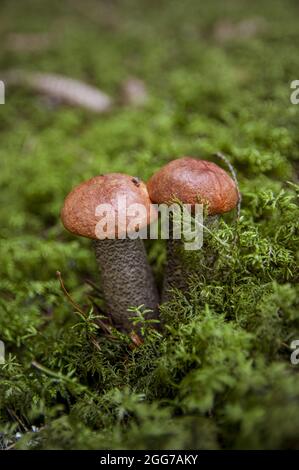 Two small beautiful white mushrooms aspen boletus with beautiful texture growing in moss and leaves in a light autumn Latvian forest Stock Photo